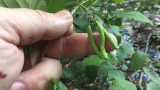 The alder tree  edible catkin [upl. by Vander]