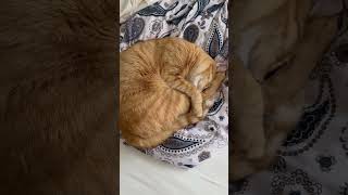 Ammonite style cat sleep style [upl. by Derfla72]