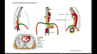 10 4 Aorte thoracique descendante  rapport de loesophage [upl. by Pepita]