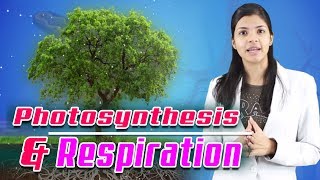 Difference between Photosynthesis and Respiration in plants  Photosynthesis  Respiration in plants [upl. by Etty]