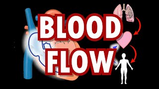 Blood Flow Pulmonary and Systemic Circulation and Heart Chambers [upl. by Aicsile]