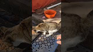 A LITTLE FRUSTRATING catland feralcats kittens cats [upl. by Farnsworth]