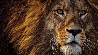 Lions Unmasked The Hidden Struggles of the Savannah’s King 4K [upl. by Rahas35]