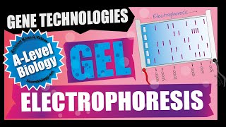 Gel Electrophoresis  A Level Biology [upl. by Anse267]