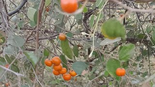 BEL ki video new aaj ki new video I is ped mein BEL dekhiae aap 🍒🍒🍒🍒🍒🍒 [upl. by Erasme491]