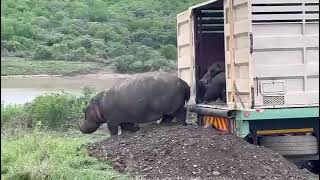 New hippos arrive at Thula Thula Game Reserve [upl. by Neitsabes]