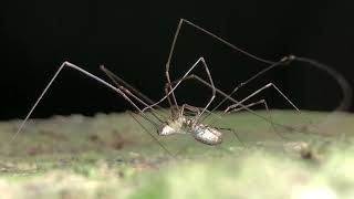 Harvestmen making little harvestmen in UK [upl. by Sadnac]