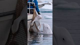 3 HeartStopping Moments When a Mother Whale Calls for Rescue [upl. by Aguayo]