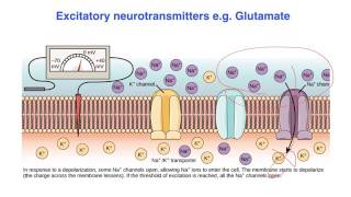 Excitatory vs inhibitory effects of Neurotransmitters  VCE Psychology [upl. by Lowney]