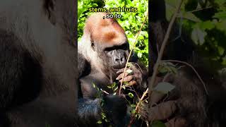 Gorillas Eat 40 LBS Of Plants EACH DAY🦍🦍🦍🌿animals animalfacts shorts [upl. by Safier]