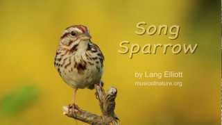 Song Sparrow [upl. by Innig]