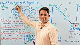 Light reaction of photosynthesisBioenergetics Photophosphorylation  Hindi Urdu  ProSuresh Kumar [upl. by Amsirhc]