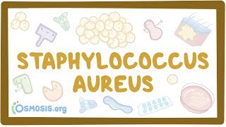 Staphylococcus aureus [upl. by Ardnahc]