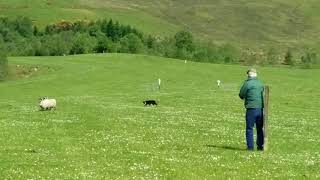 Sheepdog Trial in Scotland [upl. by Goodwin]