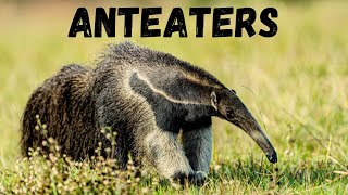 Anteaters Exploring the Enigmatic World of Insectivores [upl. by Colbye]