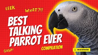 Best Talking Parrot Compilation  Gizmo the Grey Bird [upl. by Raymonds]