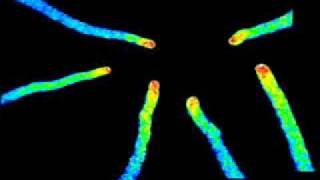 Calcium Oscillations in the Arabidopsis Thaliana Pollen Tube [upl. by Ailuig]