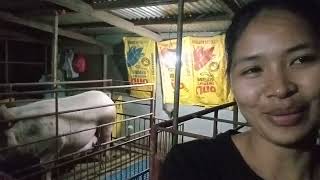 Anuano ang mga signs na Manganganak na ang Inahing Baboy bacanaysminifarm [upl. by Arymas950]