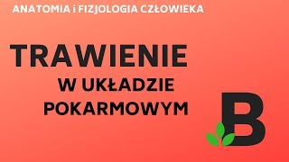 TRAWIENIE białek lipidów węglowodanów  ANATOMIA i FIZJOLOGIA  KOREPETYCJE z BIOLOGII  263 [upl. by Beaudoin235]