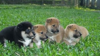 The Best Of Shiba Inu Puppies [upl. by Ivens]