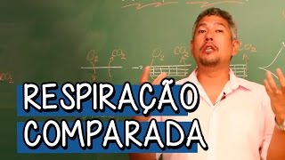 O que é Respiração Comparada  Extensivo Biologia  Descomplica [upl. by Imerej287]