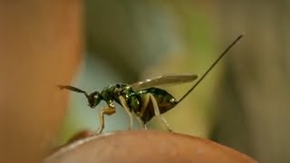 Life of Insects  Attenborough Life in the Undergrowth  BBC Earth [upl. by Anibas61]