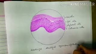 Histology diagrams keratinized stratified squamous epithelium histologydiagrams [upl. by Hiltan]