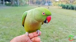 Female Ringneck Parrot Voice [upl. by Guenevere]