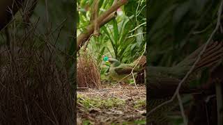 Satin Bowerbird magic birds birdsphotography birding birdsofaustralia [upl. by Huei989]