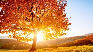 Beautiful Relaxing Hymns Peaceful Instrumental Music quotGolden Autumn Morning Sunrisequot By Tim Janis [upl. by Tnarud]