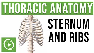 Thoracic Anatomy Complete Guide to Skeleton Sternum amp Ribs  Lecturio Medical [upl. by Viehmann]