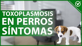 🐶 Cómo Afecta la Toxoplasmosis en los Perros  Síntomas Tratamiento y Prevención 🤕🐶 [upl. by Hiram]