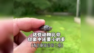 这些动物比你印象中还要小的多智利巴鹿 茶杯犬 拇指猴 [upl. by Ayotnahs47]