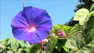 CORRIOLA Flor Convolvulus  Arvensis [upl. by Almeta723]