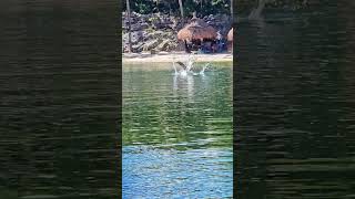 Pelican dive Playa del Carmen Mexico tropical Caribbean Sea beach bird life nature explore travel [upl. by Elyac]