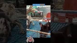 AnimalsFeench bulldogcuttie puppyfor rehome🤩🤩🤩🥰🥰🥰thanksforwatching subrcribe [upl. by Grayson]