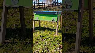 Honey Bees Flying in Winter beekeeping bees winterbees honeybees [upl. by Rogerson]