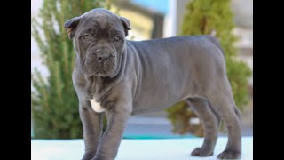 Cane Corso Puppies for Sale [upl. by Uehttam]