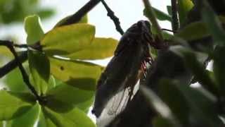 Cicada sound and video in Japan summer 2014 [upl. by Gregoor423]