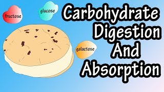 Carbohydrate Digestion And Absorption  Carbohydrate Metabolism [upl. by Eiwoh]