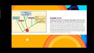 Kingdom Protista Further Phylogenetic Considerations [upl. by Enicar]