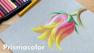 Prismacolor Colored Pencils 48 Colour Set Unboxing  Swatches  Drawing [upl. by Eidde804]