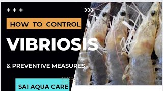 How to control VIBRIOSIS in a pond  Preventive measures  Probiotic application [upl. by Georgi]