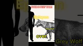 Your Dog Puppy 11000 years ago Meet the Epicyon shorts animal youtubeshorts wildlife [upl. by Atiran]