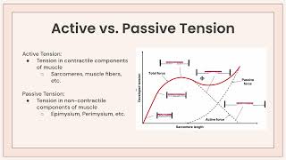 Length Tension Relationship Notes [upl. by Athelstan]