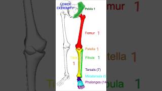 Lower extremity bones drphysiosurat0269 shorts trending [upl. by Irual]