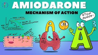 Amiodarone Mechanism of Action  How Amiodarone works  Amiodarone pharmacology and side effects [upl. by Rheims]