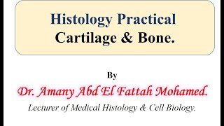 Histology practical cartilage amp Bone [upl. by Rexferd]