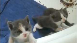 Cutest kittens ever meowing [upl. by Dahij]