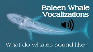 Baleen Whale Vocalizations What Do Whales Sound Like [upl. by Glinys]